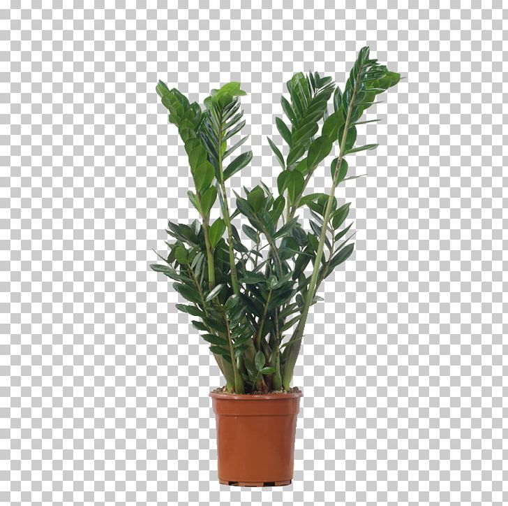 Houseplant Flowerpot Dracaena Fragrans Philodendron PNG, Clipart,  Free PNG Download