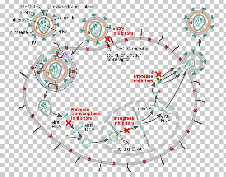 Management Of HIV/AIDS Management Of HIV/AIDS Virus Viral Replication PNG, Clipart, Aids, Area, Cell, Circle, Diagram Free PNG Download