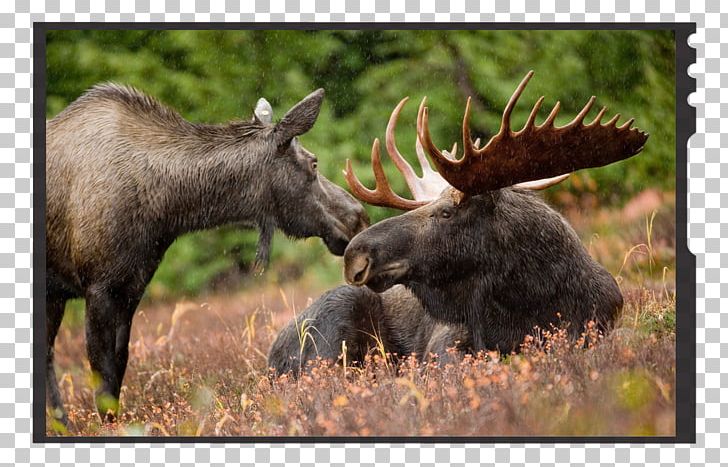 Deer Elk Antler Male Rut PNG, Clipart, Alaska Moose, Alces, American Moose, Animal, Animals Free PNG Download