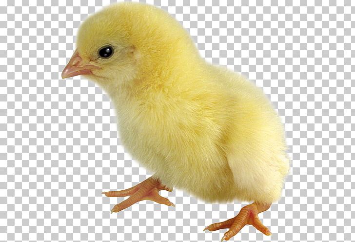 Duck Kifaranga Chicken Broiler PNG, Clipart, Animals, Beak, Bird, Broiler, Chicken Free PNG Download