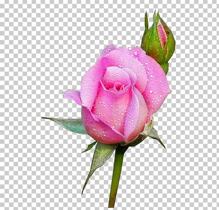 Garden Roses Floribunda Flower Moss Rose Rainbow Rose PNG, Clipart, Blue Rose, Bud, Cut Flowers, Floribunda, Floristry Free PNG Download