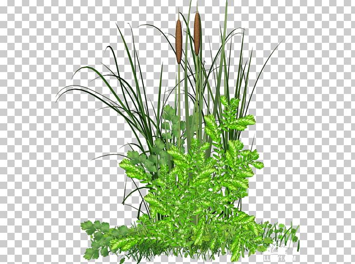 Grass Herbaceous Plant PhotoFiltre PNG, Clipart, Animation, Aquarium Decor, Commodity, Floral Design, Flower Free PNG Download