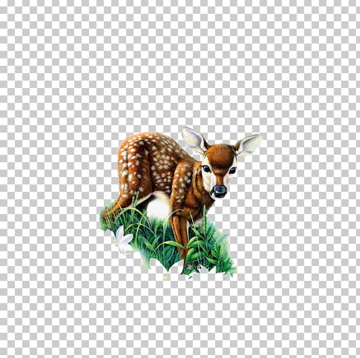 Red Deer Roe Deer PNG, Clipart, Animal, Animals, Animation, Biological, Blog Free PNG Download