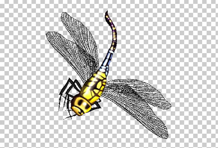 Butterfly Dragonfly Insect Cartoon PNG, Clipart, Animal, Arthropod, Bee, Black And White, Dragonfly Wings Free PNG Download