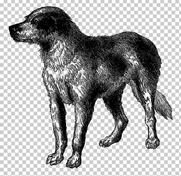 Dog Breed Newfoundland Dog Rare Breed (dog) Great Dane Greyhound PNG, Clipart, Animals, Beagle, Black And White, Breed, Breed Group Dog Free PNG Download