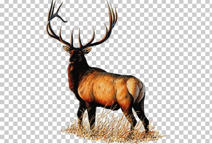 Benevolent And Protective Order Of Elks Auburn/ Webster Elks Lodge #2118 Elks Lodge 2514 Masonic Lodge PNG, Clipart, Antler, Auburn Webster Elks Lodge 2118, Bogart, Deer, Elk Free PNG Download