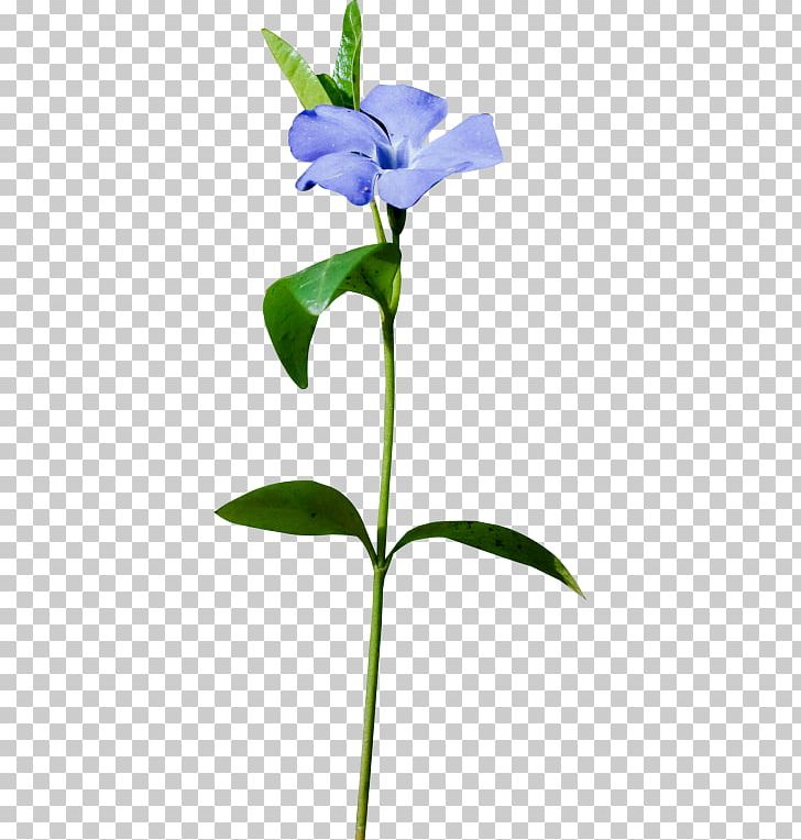 Cut Flowers Plant Stem Petal Flowerpot PNG, Clipart, Bellflower Family, Biscuits, Blue, Branch, Branching Free PNG Download