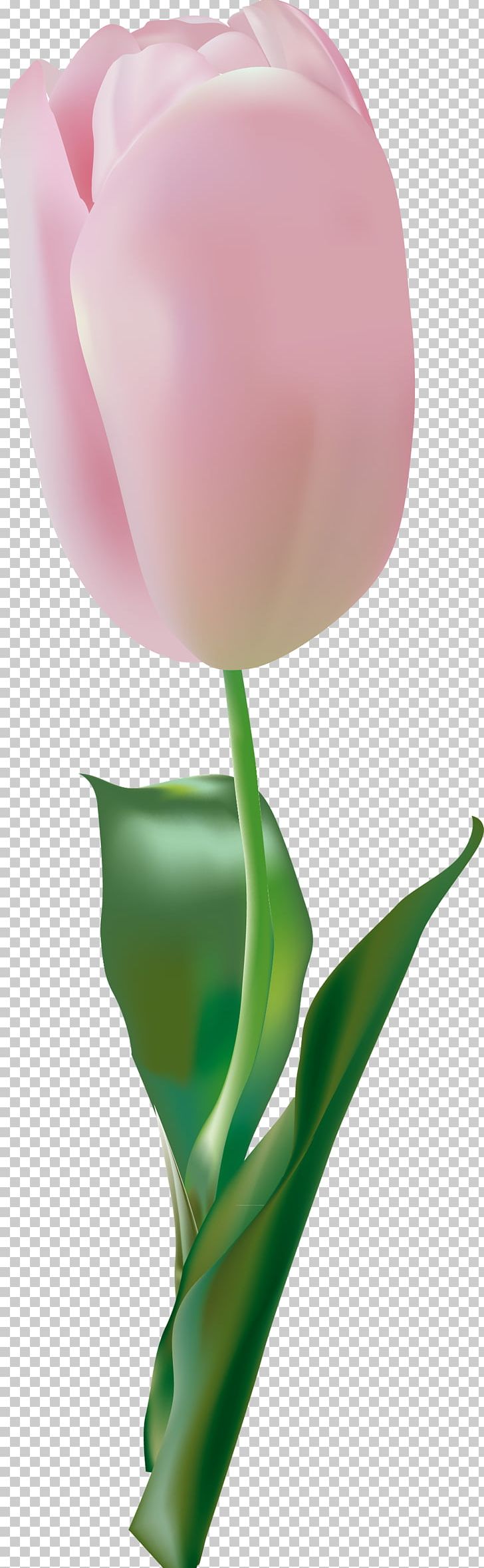 Garden Roses Tulip Flower Pink PNG, Clipart, Arum, Bud, Closeup, Color, Cut Flowers Free PNG Download