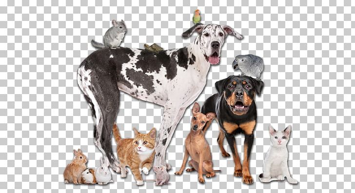 Pet Sitting Dog Cat Veterinarian PNG, Clipart, Animal, Animals, Animal Shelter, Bark, Breed Free PNG Download
