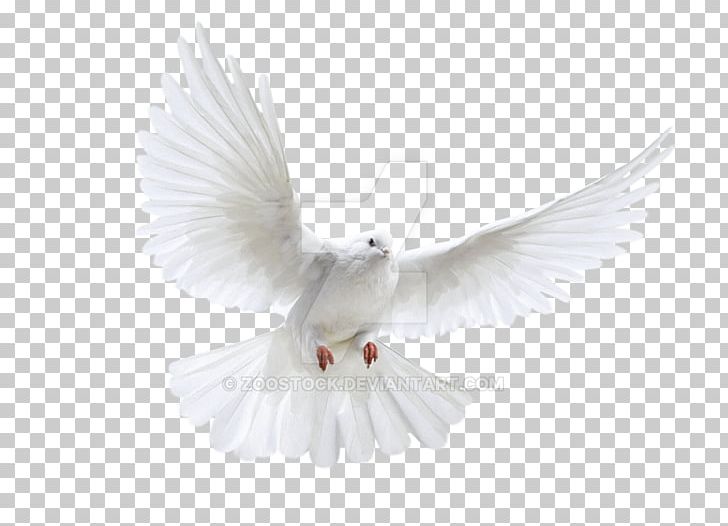 Pigeons And Doves Bird Doves As Symbols PNG, Clipart, Animal, Beak, Bird, Desktop Wallpaper, Doves As Symbols Free PNG Download