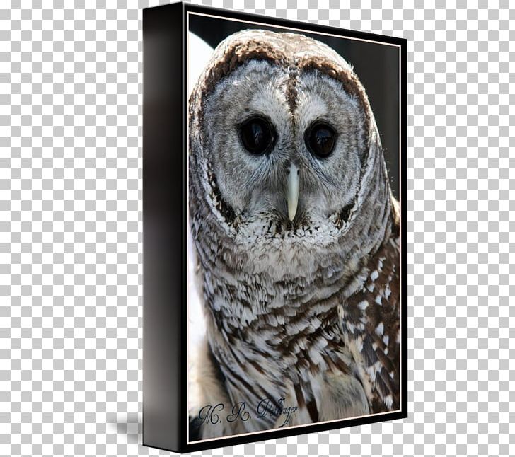 Great Grey Owl Great Horned Owl Beak Close-up PNG, Clipart, Barred Owl, Beak, Bird, Bird Of Prey, Closeup Free PNG Download