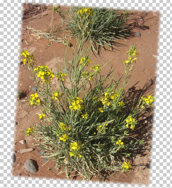 Physaria Fendleri Plants Seed Desert Marigold PNG, Clipart, Baileya, Crop, Flora, Flower, Flowering Plant Free PNG Download