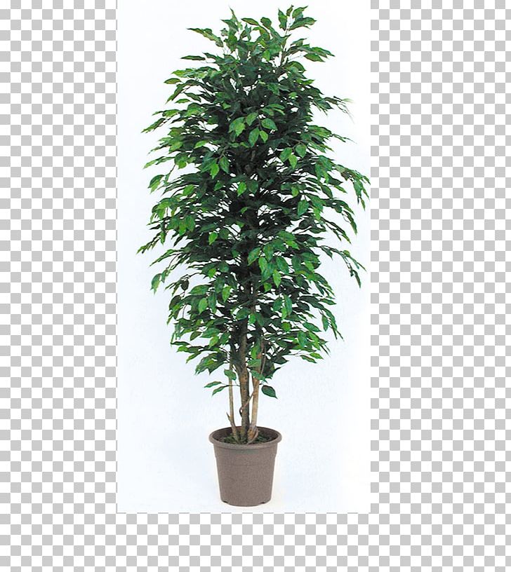 Tree Flowerpot Houseplant Chamaedorea Elegans Garden PNG, Clipart, Arecaceae, Areca Palm, Barrel Cactus, Chamaedorea Elegans, Evergreen Free PNG Download