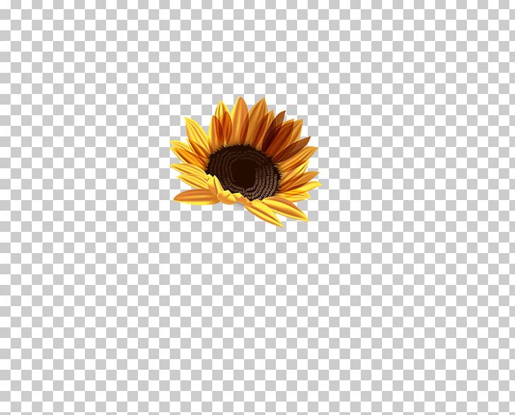 Common Sunflower Chrysanthemum Computer File PNG, Clipart, Computer Wallpaper, Daisy, Daisy Family, Designer, Flower Free PNG Download