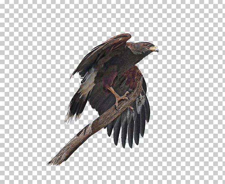 Eagle Hawk Common Buzzard Vulture PNG, Clipart, Accipitriformes, Beak, Bird, Bird Of Prey, Buzzard Free PNG Download