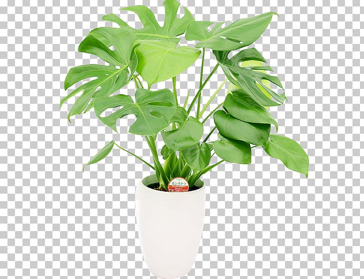 Houseplant Flowerpot Monstera Gift PNG, Clipart, Bird Of Paradise Flower, Ecommerce, Flowerpot, Food Drinks, Gift Free PNG Download