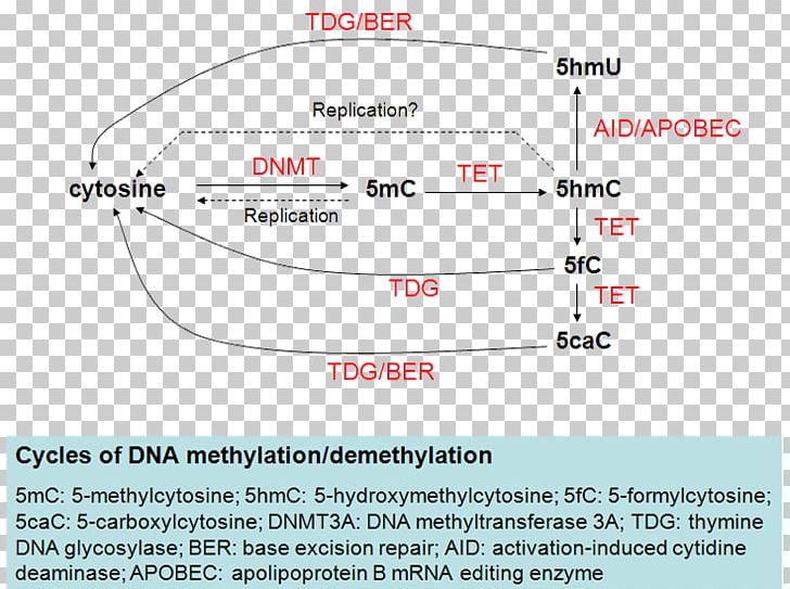 Tet Methylcytosine Dioxygenase 2 Tet Methylcytosine Dioxygenase 1 DNA Demethylation 5-Methylcytosine PNG, Clipart, 5methylcytosine, Angle, Area, Demethylation, Diagram Free PNG Download