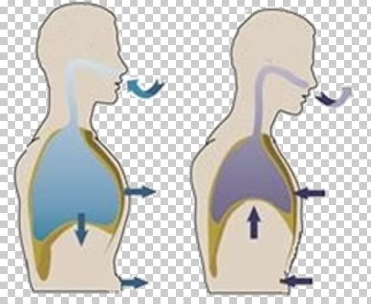 Thoracic Diaphragm Diaphragmatic Breathing Muscle Abdomen PNG, Clipart, Air, Angle, Arm, Art, Breathing Free PNG Download