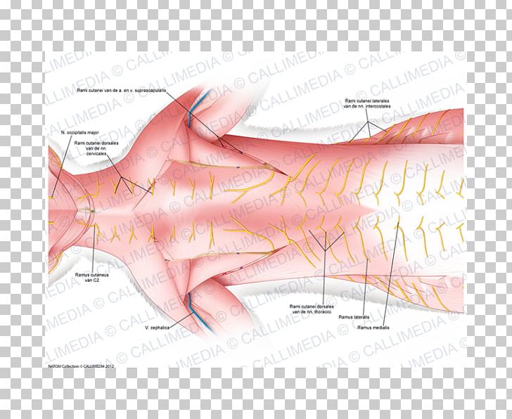 Thumb Hand Nail Human Mouth Nerve PNG, Clipart,  Free PNG Download