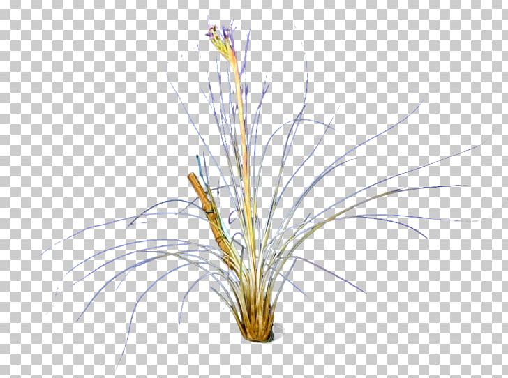 Tillandsia Juncea Embryophyta Bromeliads Sansevieria Cylindrica Ammocharis PNG, Clipart, Amaryllidaceae, Bromeliads, Bulb, Embryophyta, Grass Free PNG Download