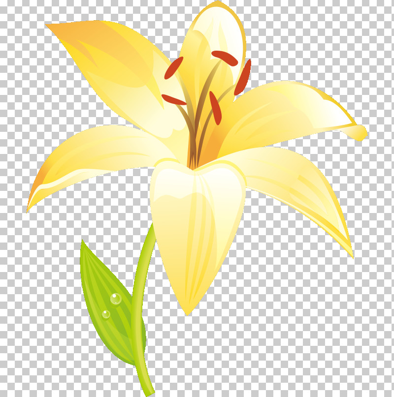 Lily Flower PNG, Clipart, Biology, Cut Flowers, Daylilies, Flower, Lily Flower Free PNG Download