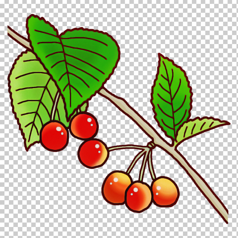 Leaf Plant Stem Twig Branch Root PNG, Clipart, Biology, Branch, Drawing, Flower, Leaf Free PNG Download