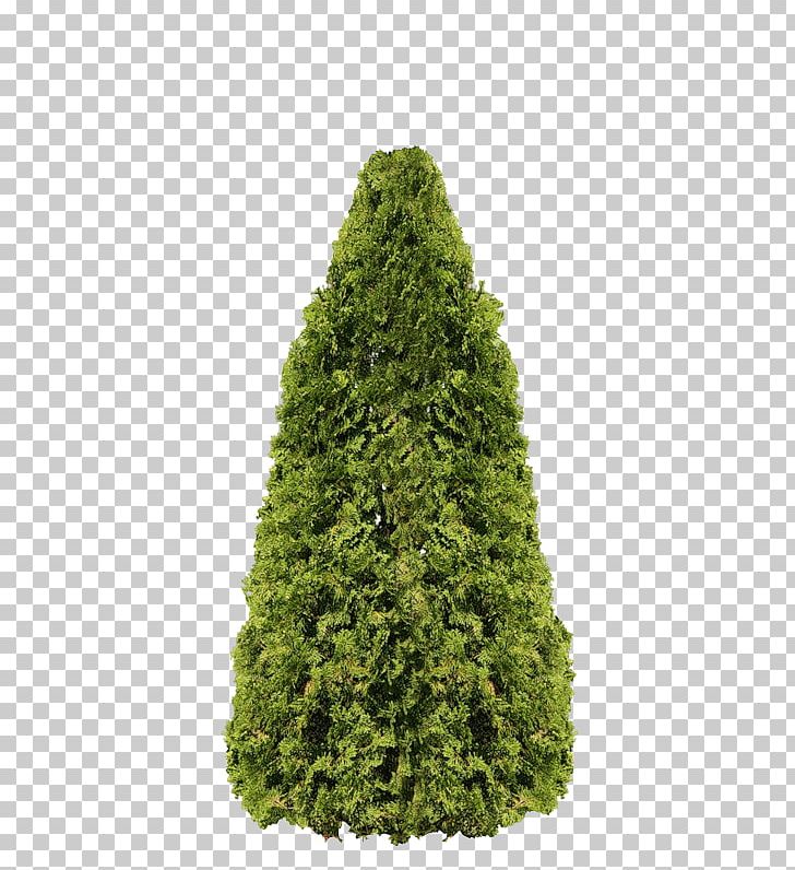 Arborvitae Fir Pine Tree Evergreen PNG, Clipart, Arborvitae, Biome, Bovis Centre, Christmas Tree, Conifer Free PNG Download