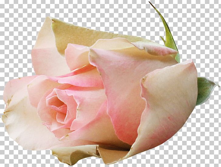 Garden Roses Cabbage Rose Floribunda Pink PNG, Clipart, Blue Rose, Cabbage Rose, Cicek, Closeup, Cut Flowers Free PNG Download