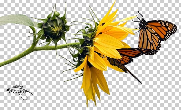 Pollinator Flower Butterfly .net .de PNG, Clipart, Arthropod, Blog, Brush Footed Butterfly, Butterflies And Moths, Butterfly Free PNG Download