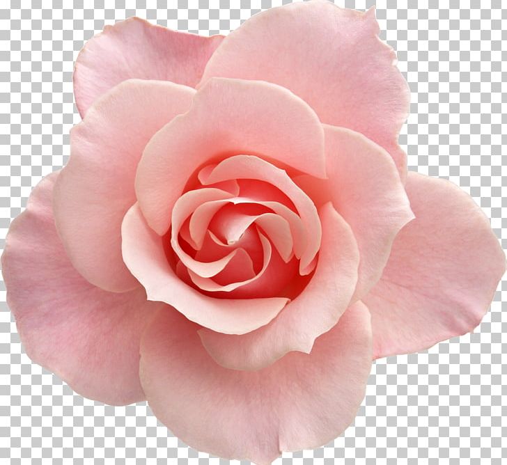 Rose Pink Flowers Pink Flowers PNG, Clipart, Blue, Blue Rose, Camellia, China Rose, Color Free PNG Download
