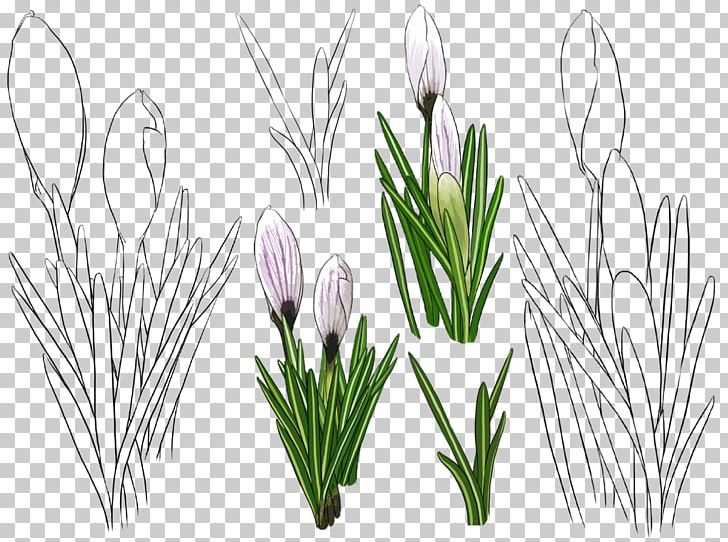 Tulip Flower PNG, Clipart, Cut Flowers, Download, Encapsulated Postscript, Euclidean Vector, Flo Free PNG Download