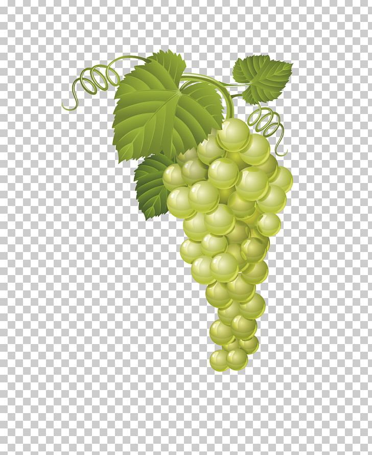 Common Grape Vine Fruit PNG, Clipart, Background Green, Creative Background, Encapsulated Postscript, Food, Fruit Nut Free PNG Download