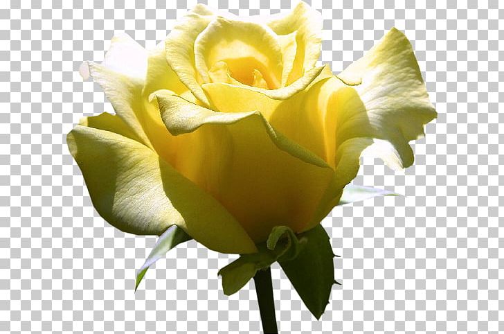 Garden Roses Yellow Cut Flowers Centifolia Roses PNG, Clipart, Austrian Briar, Beach Rose, Bud, Computer Wallpaper, Desktop Wallpaper Free PNG Download