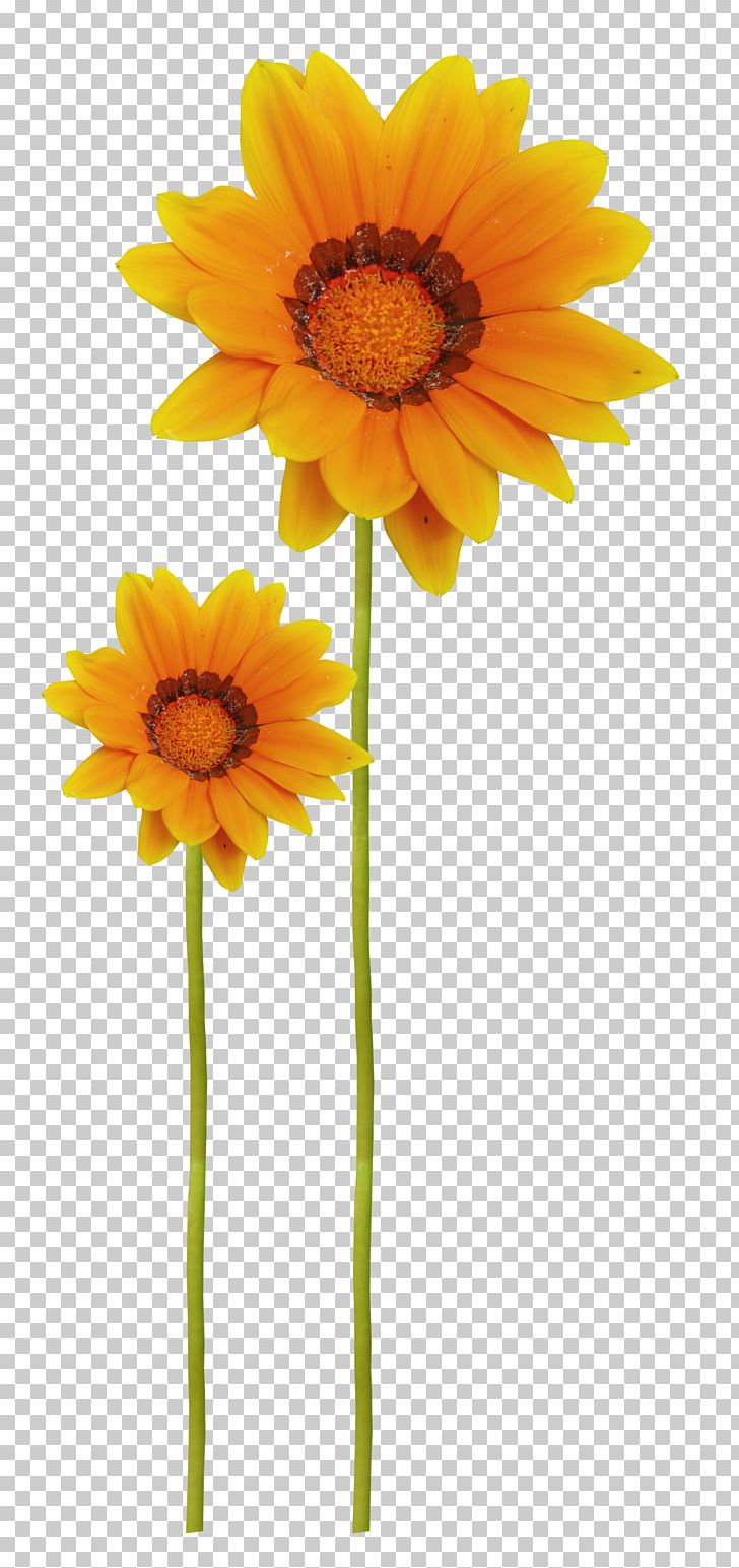 Common Sunflower Raster Graphics PNG, Clipart, Common Sunflower, Cut Flowers, Daisy Family, Flower, Flower Bouquet Free PNG Download