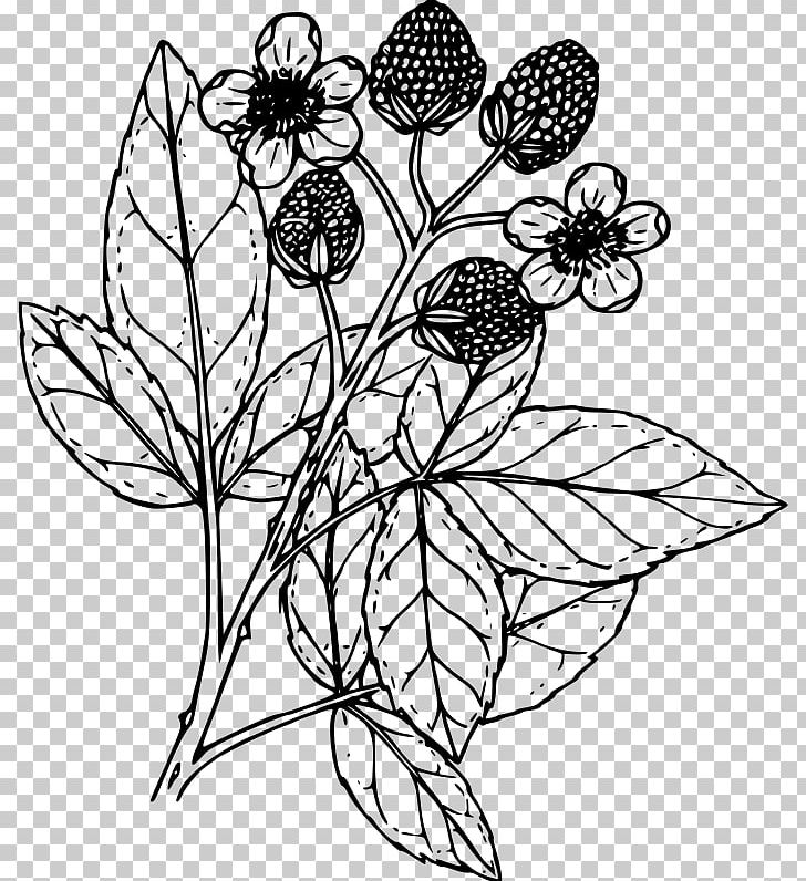 Drawing Coloring Book Line Art PNG, Clipart, Art, Artwork, Berry, Black And White, Branch Free PNG Download