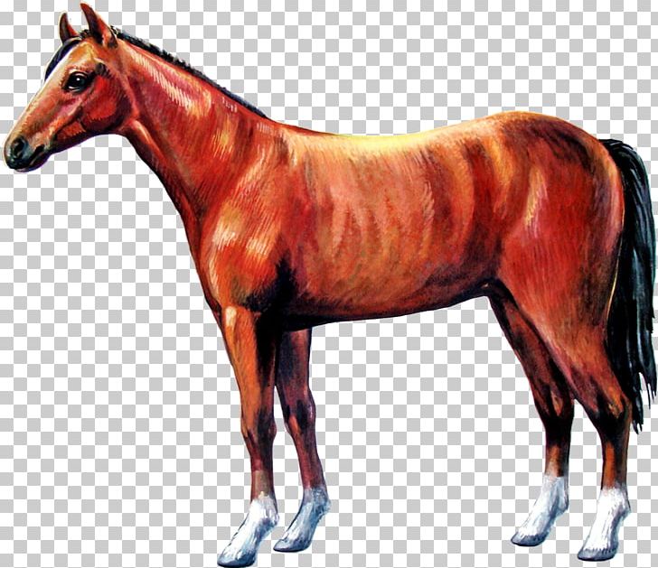 Mane Pony Colt Stallion Foal PNG, Clipart, Animal, Animal Figure, At Resmi, Bridle, Colt Free PNG Download