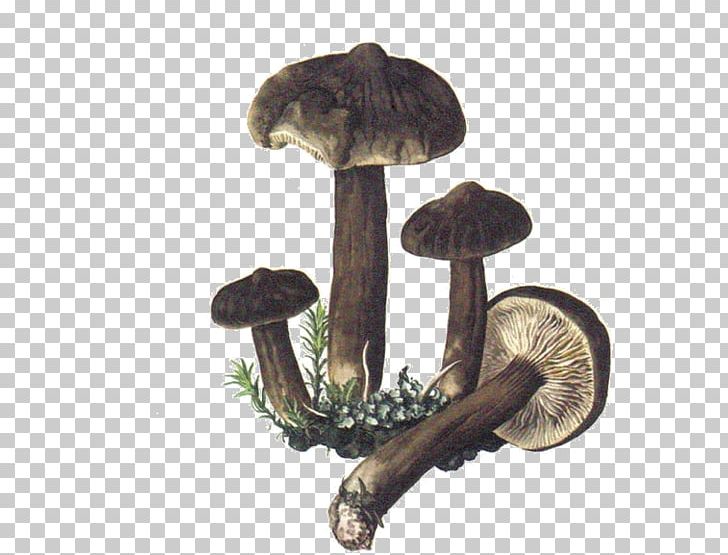 Shiitake Mushroom Fungus Boletus Edulis Map PNG, Clipart, Boletus Edulis, Champignon, Color, Edible Mushroom, Fungus Free PNG Download