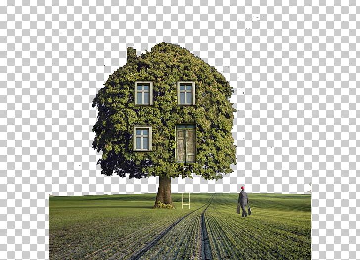 Tree House Surrealism Photography PNG, Clipart, Art, Backyard, Building, Cabin, Child Free PNG Download