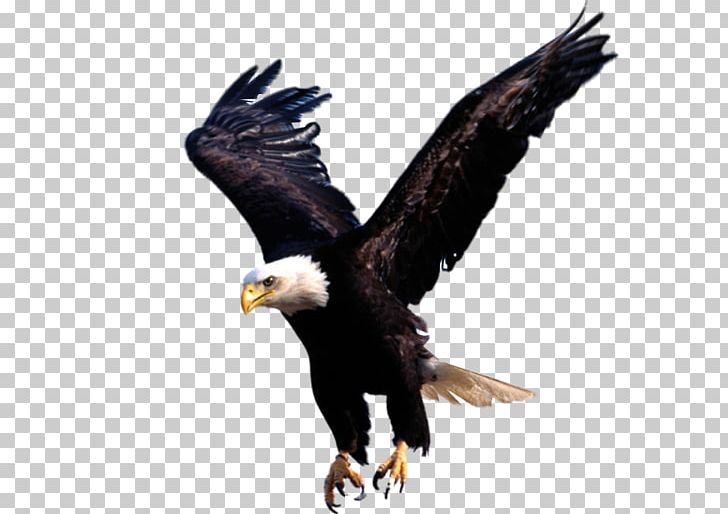 United States Mazetron Business Lahai Roi Prophetic Ministries PNG, Clipart, Accipitriformes, Animals, Art, Bald Eagle, Beak Free PNG Download