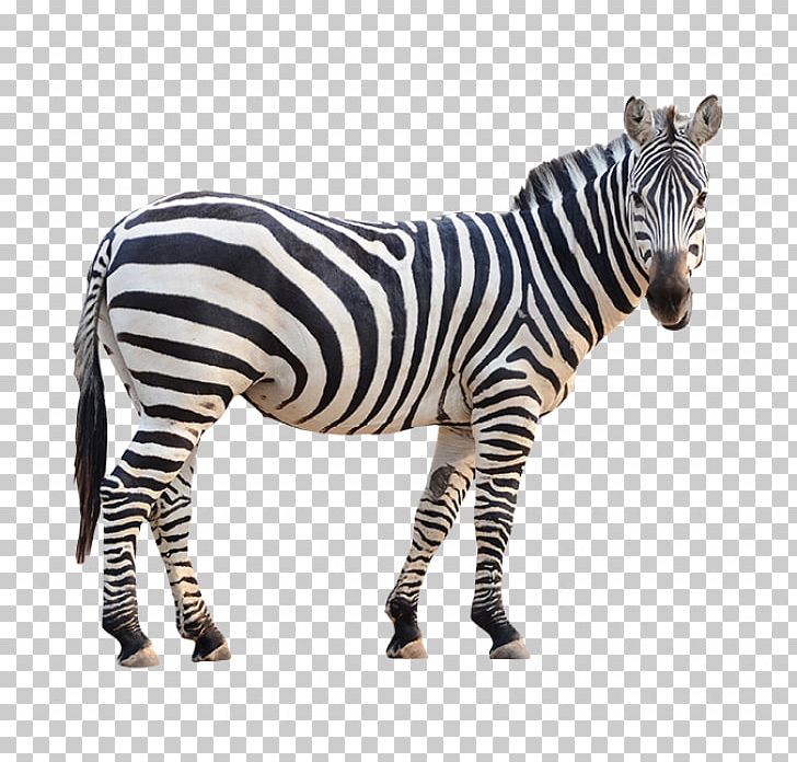 Burchell's Zebra Stock Photography Fotolia PNG, Clipart,  Free PNG Download