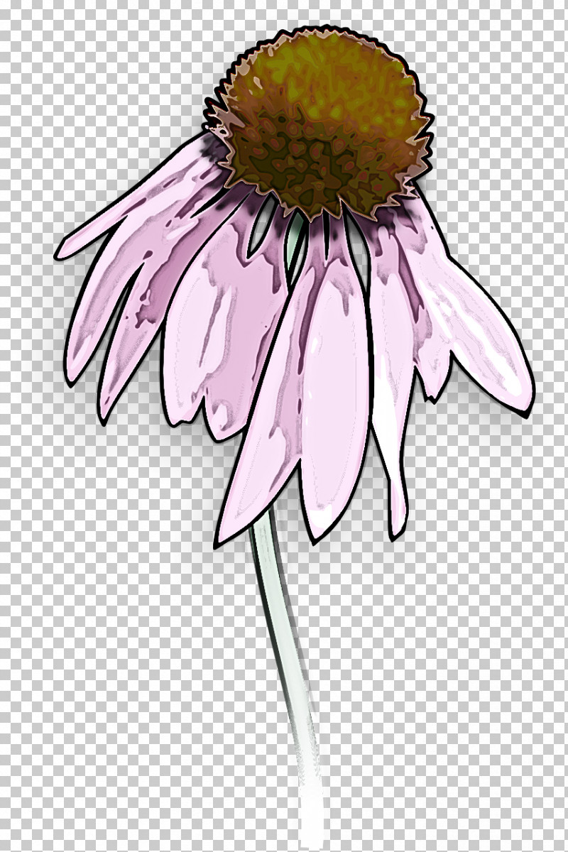 Daisy PNG, Clipart, Aster, Asterales, Camomile, Chamomile, Closeup Free PNG Download