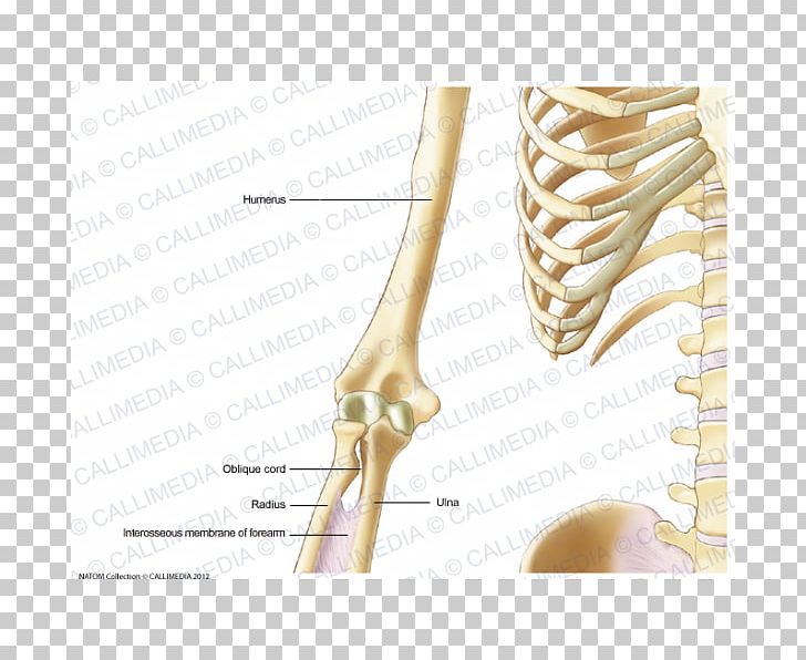 Human Skeleton Nerve Nervous System Anatomy Arm PNG, Clipart, Anatomy, Anterior, Arm, Bone, Elbow Free PNG Download