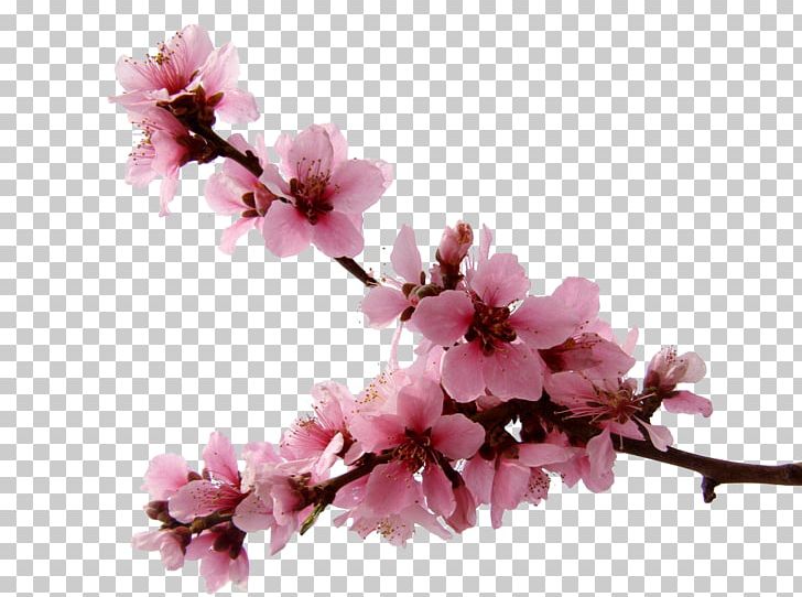 National Cherry Blossom Festival PNG, Clipart, Blossom, Blossoms, Branch, Branches, Cerasus Free PNG Download