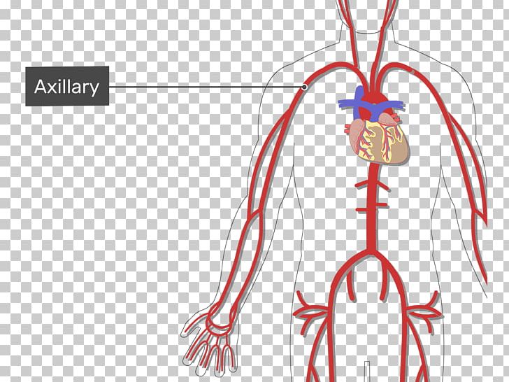 Subclavian Artery Vein Arm Human Body PNG, Clipart, Area, Arm, Artery, Blood Vessel, Brachial Artery Free PNG Download