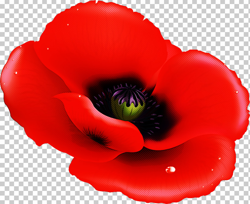 Red Poppy Flower Poppy Flower PNG, Clipart, Anemone, Closeup, Poppy Flower, Red Poppy Flower Free PNG Download