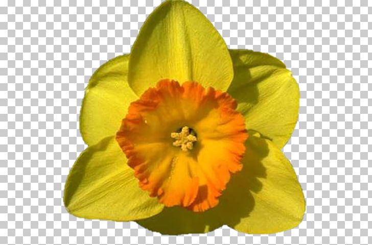 Flowering Plant Herbaceous Plant PNG, Clipart, Flower, Flowering Plant, Food Drinks, Herbaceous Plant, Petal Free PNG Download