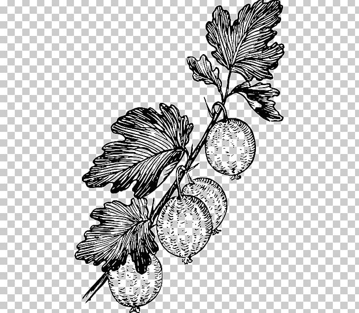 Grape Gooseberry Drawing PNG, Clipart, Artwork, Berry, Black And White, Branch, Drawing Free PNG Download