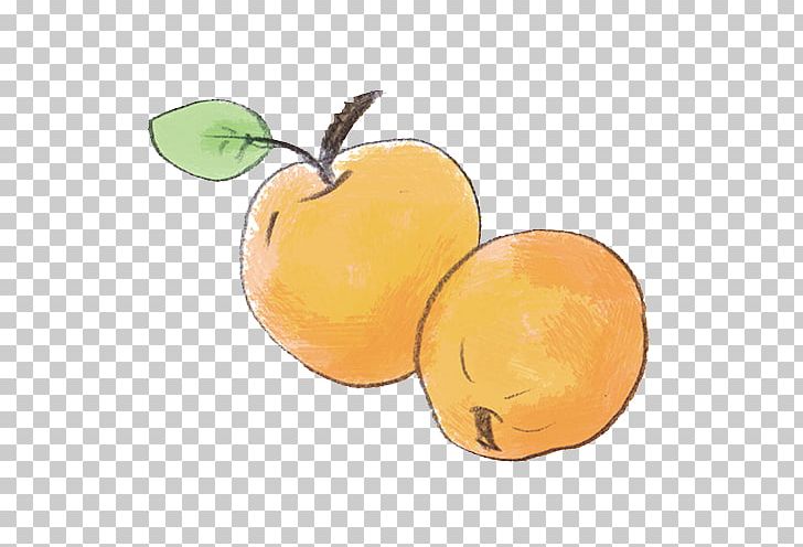 Orange Citrus Food Fruit PNG, Clipart, Apple, Apricot, Citrus, Food, Fruit Free PNG Download
