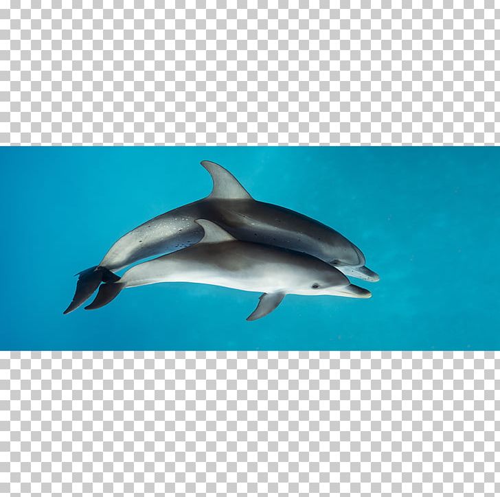 Spinner Dolphin Striped Dolphin Short-beaked Common Dolphin Common Bottlenose Dolphin Rough-toothed Dolphin PNG, Clipart, Animals, Beak, Beaked Whale, Biology, Bottlenose Dolphin Free PNG Download