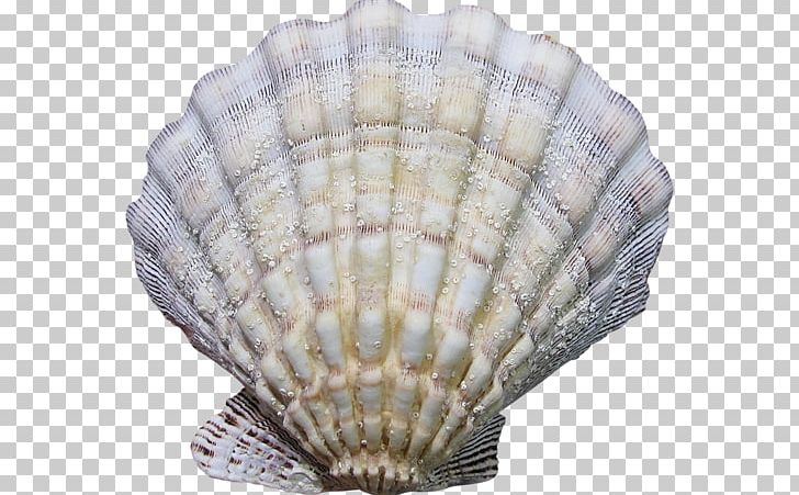 Cockle Seashell Conchology Mussel PNG, Clipart, Animal, Animals, Cartoon, Clam, Clams Oysters Mussels And Scallops Free PNG Download